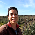 Viticulture, gain naturel d’azote pour les vignes avec la méthode Merci