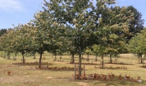 L’agroforesterie se développe en Limousin