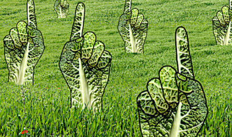 Chambres d’agriculture, forte érosion de la participation pour un paysage syndical stabilisé