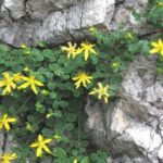 La Chartreuse à l’heure de la cueillette des plantes