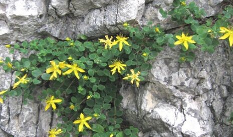 La Chartreuse à l’heure de la cueillette des plantes