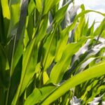 Lutter efficacement contre les papillons