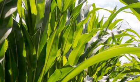 Lutter efficacement contre les papillons