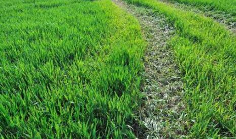 Céréales à paille : maximiser leur protection fongicide