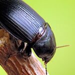 Le zabre des céréales