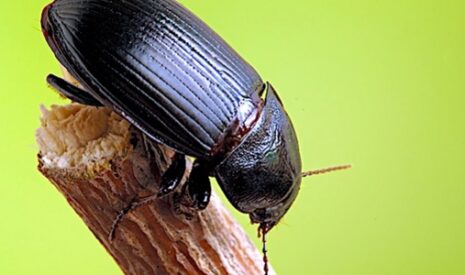 Le zabre des céréales