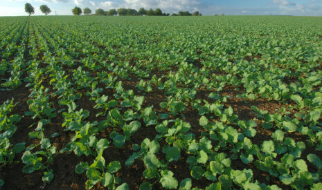 Ni trop, ni trop peu ou comment fertiliser efficacement son colza ?