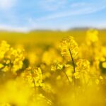 LG : des variétés de colza pensées pour résister aux maladies et aux aléas climatiques