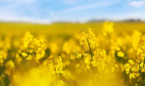 LG : des variétés de colza pensées pour résister aux maladies et aux aléas climatiques