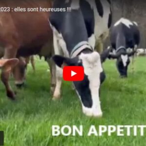 mise a l herbe vaches 2023 04 09