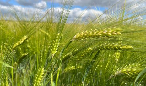Tolérantes à la JNO, les orges d’hiver CARROUSEL et CONSTEL bien référencées chez les industriels de la filière