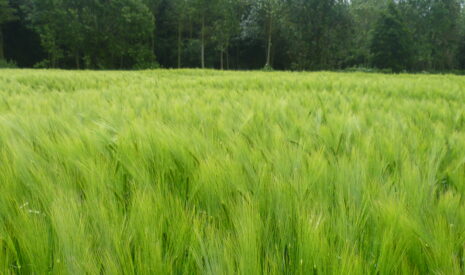 Les intérêts du traitement de semences Systiva® de BASF pour la protection fongicide des orges