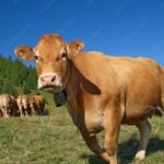 Bovins et ovins viande, les revenus 2022 des éleveurs spécialisés toujours inférieurs à 2 smics/UMO