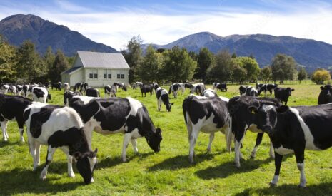 Filière laitière – En 2024, les revenus des éleveurs marquent une pause