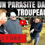 Parasitisme chez les bovins