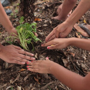 mãos de crianças plantando na horta