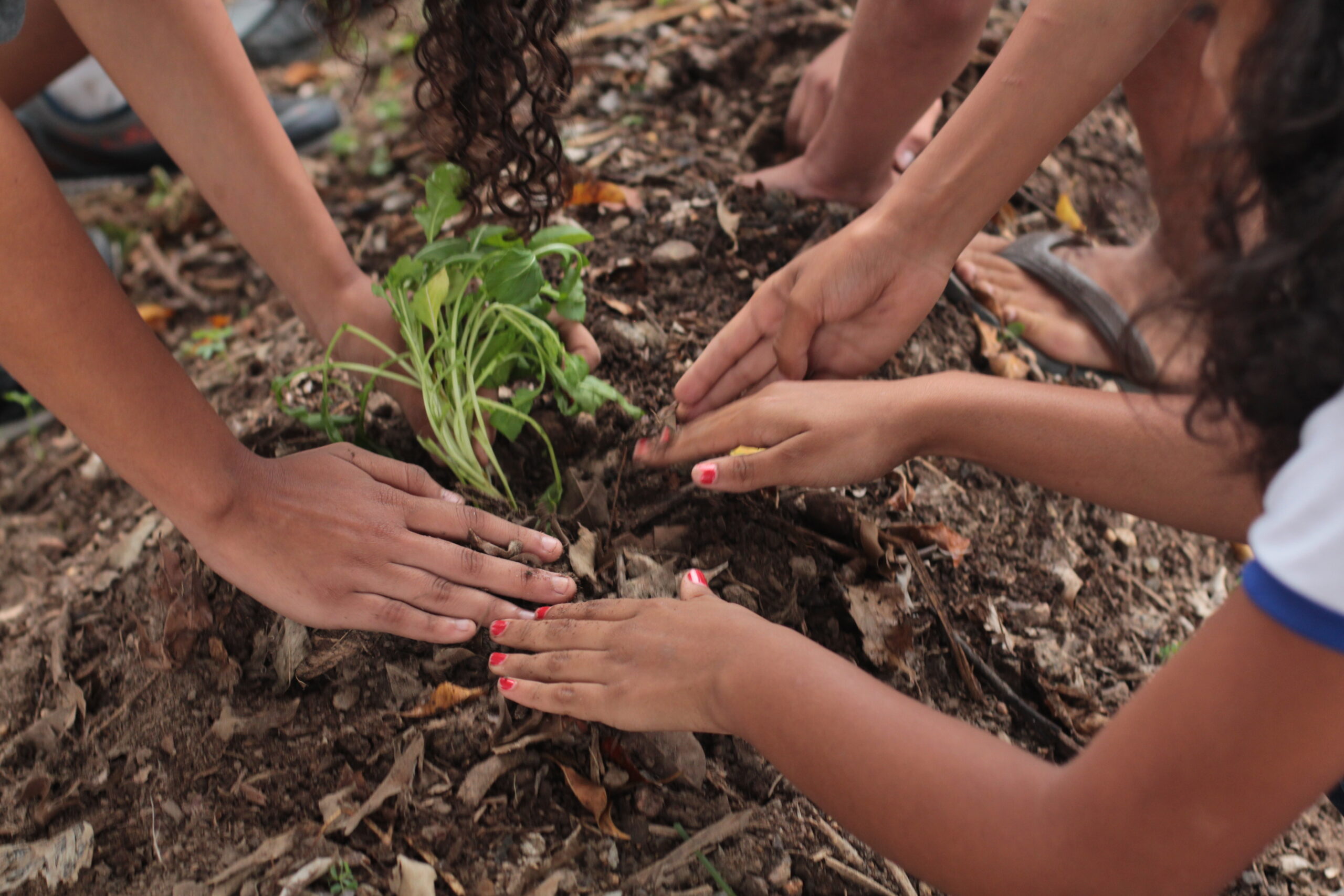 mãos de crianças plantando na horta