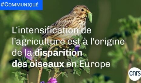 Déclin des oiseaux ou déclin de l’éthique scientifique ?