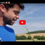 Relevage des vignes