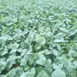 Semer son colza en direct avec des plantes compagnes
