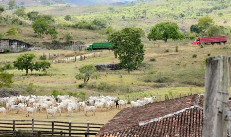 Viande bovine – Le Brésil domine le marché mondial
