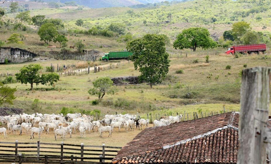 Viande bovine – Le Brésil domine le marché mondial