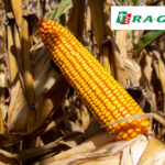 OpLit pour sécuriser le revenu des agriculteurs