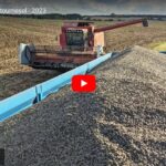 Moisson du tournesol 2023