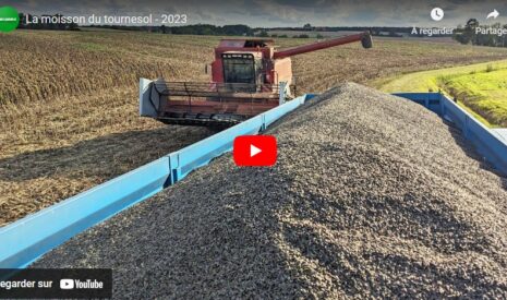 Moisson du tournesol 2023