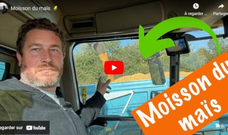 Moisson du maïs