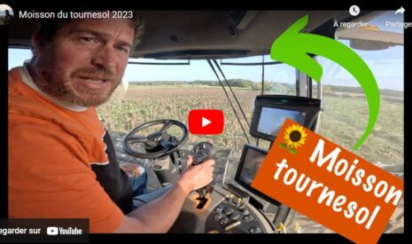 Début de la moisson du tournesol