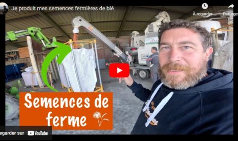 Production de semences de blé