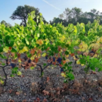 Biostimulants, bien choisir en fonction des besoins