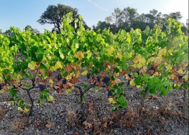 Biostimulants, bien choisir en fonction des besoins