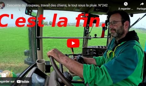 Changement de parcelle pour les brebis