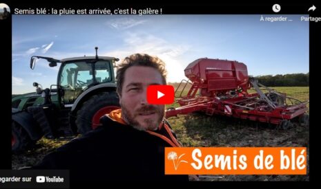 Les premiers semis de blé sont levés !