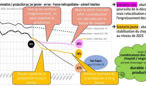 Filière bovine française : un tiers de la viande consommée serait importée à l’horizon 2035