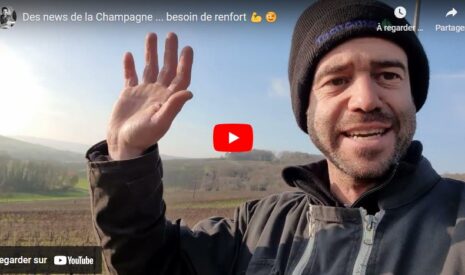 Des nouvelles depuis les vignes