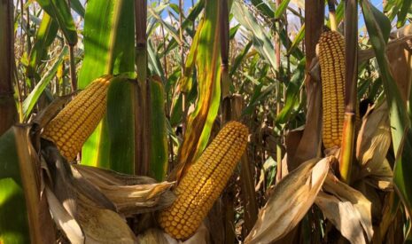 DEKALB labelise la performance de ses maïs grain et fourrage face aux stress climatiques