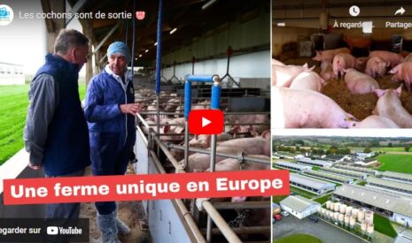 Visite d’un élevage de cochon !