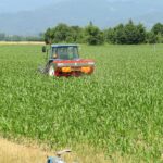 Bien fertiliser son maïs