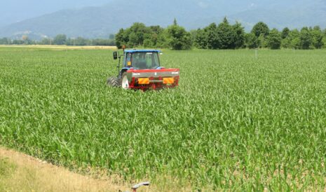 Bien fertiliser son maïs