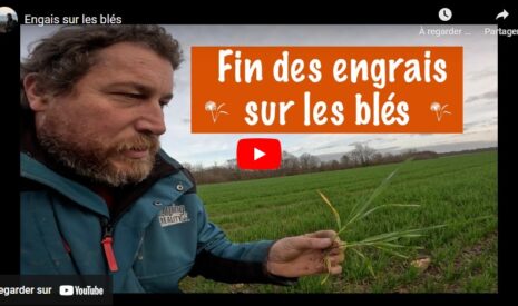 Engrais azoté sur les blés