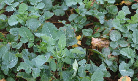 Du colza pour allonger la rotation bio