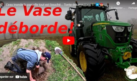 Tonte des moutons et inondation des parcelles !
