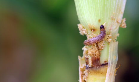 Protégez vos maïs des attaques d’insectes