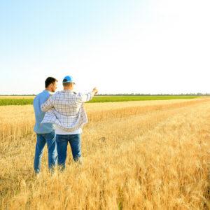 male farmers working in wheat field