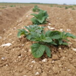 Une fertilisation sur mesure pour la pomme de terre