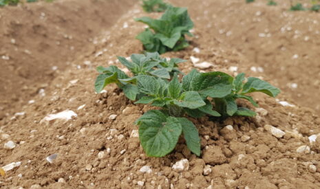 Une fertilisation sur mesure pour la pomme de terre