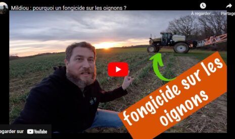 Mildiou : pourquoi un fongicide sur les oignons ?